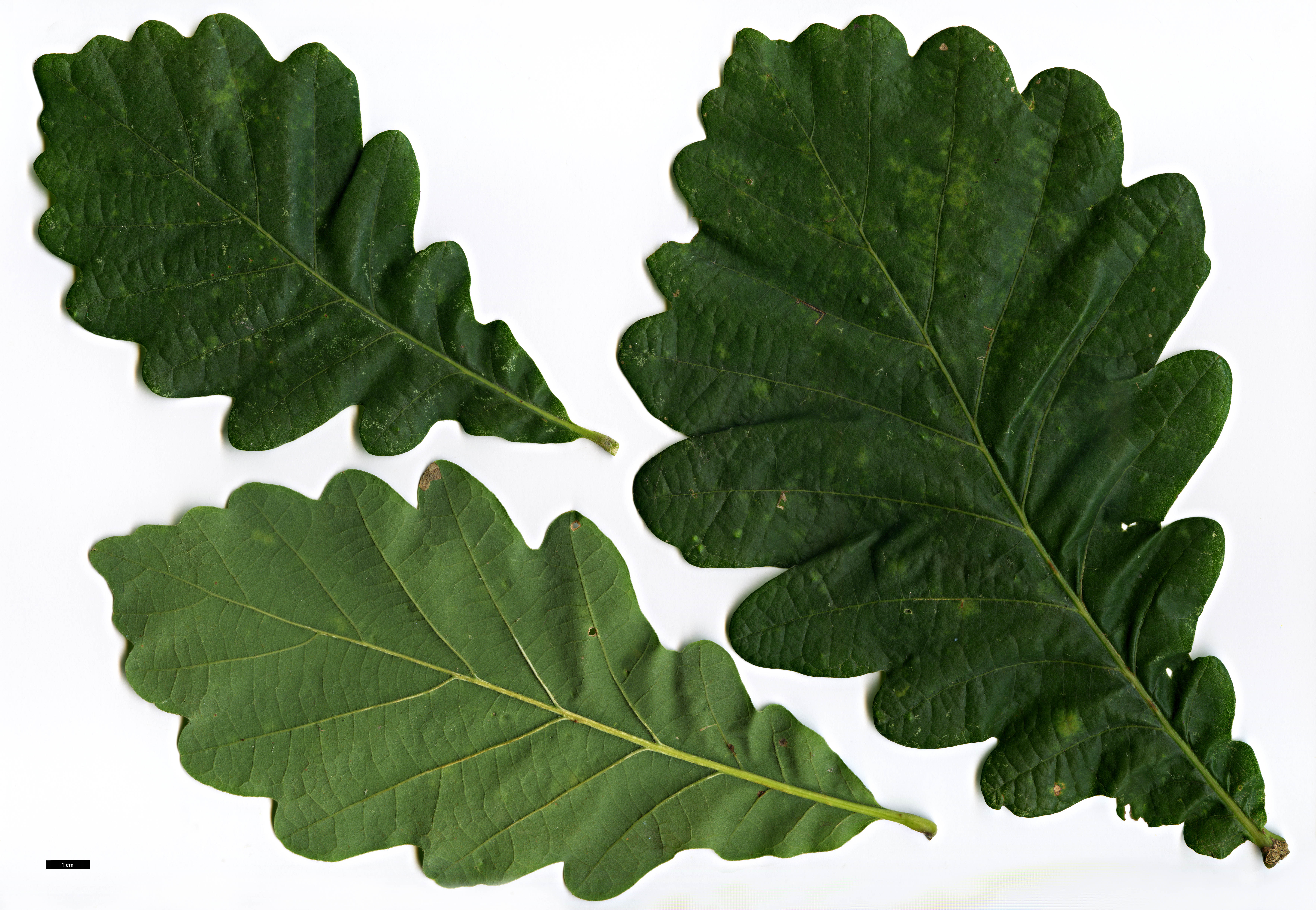 High resolution image: Family: Fagaceae - Genus: Quercus - Taxon: ×vilmoriniana (Q.dentata × Q.petraea)